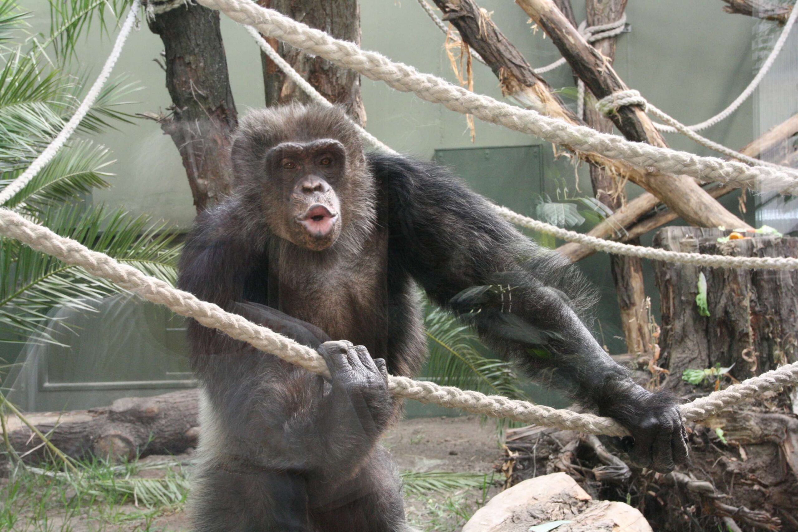 Affe im Zoo Magdeburg
